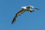 Gull In Flight_DSCF03554